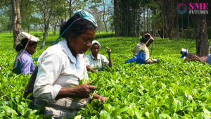 tea board closes manufacturing in winter