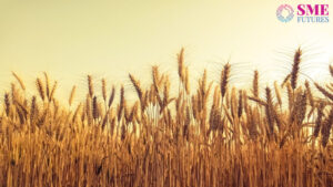 domestic wheat prices rises