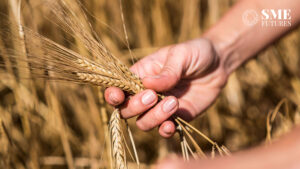 India wheat exports