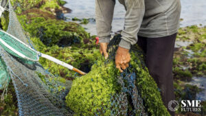 Tamil Nadu seaweed industry