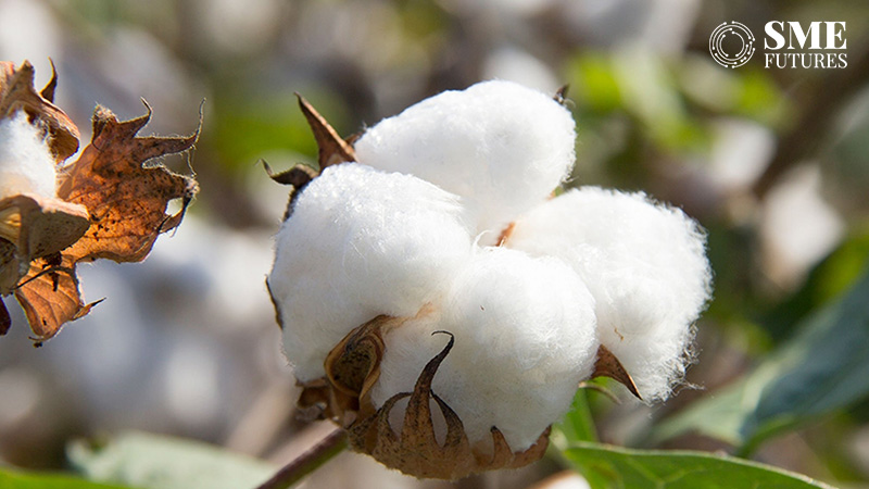 Cotton Production