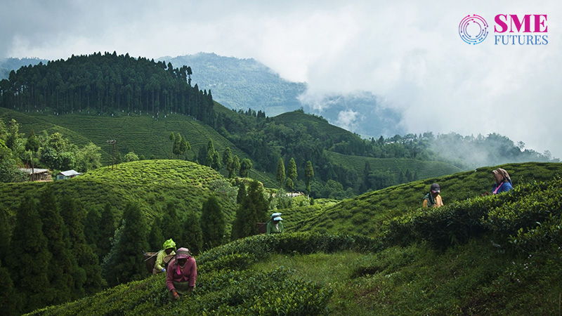 EU grants GI for Kangra tea