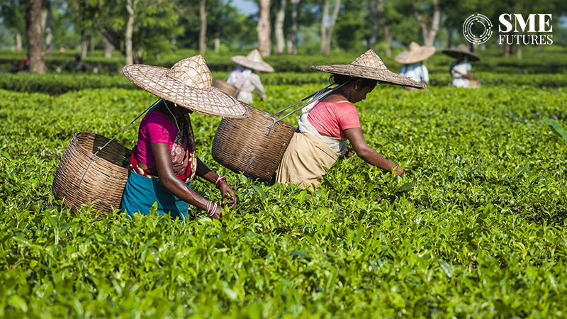 small tea growers total tea production India