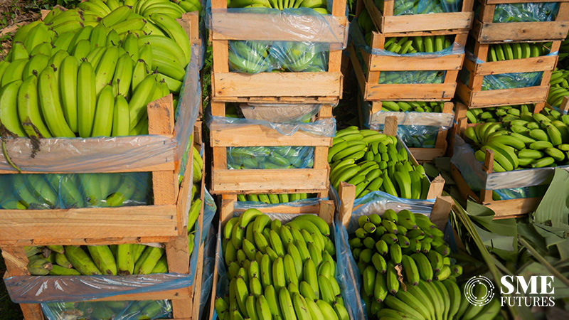 banana exports from India