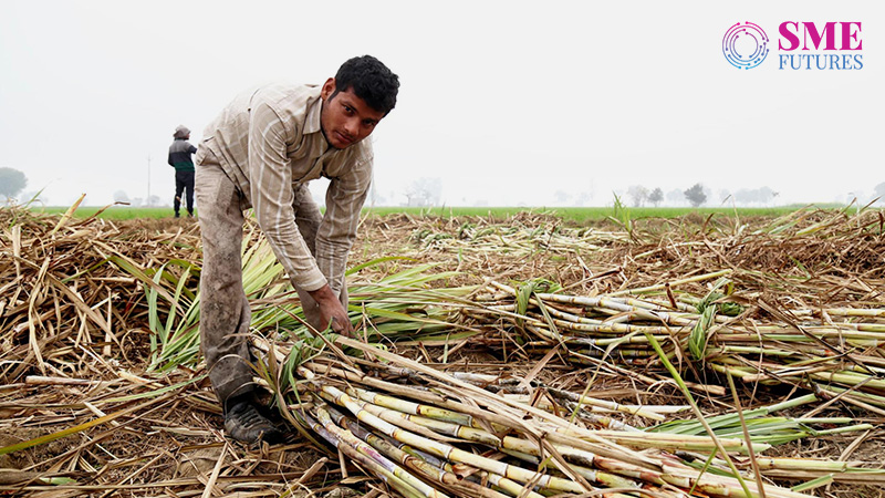 farmer in sugarcane field talks on sugarcane price