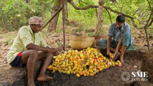 Cashew farmers in Goa making Urrak drink