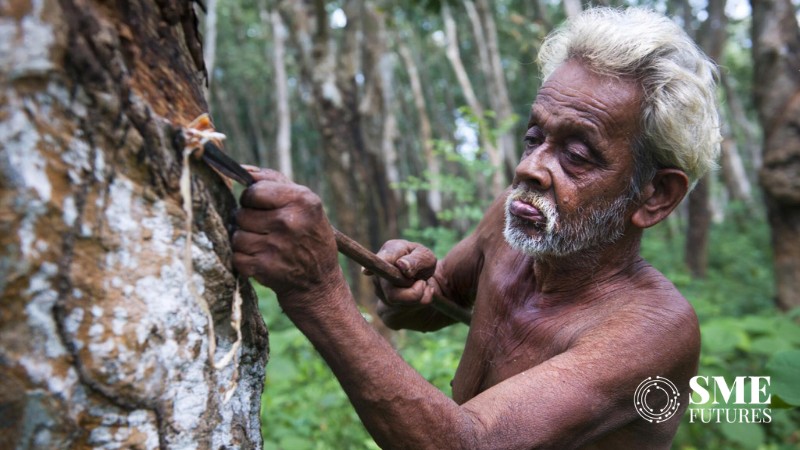 Natural rubber plantation in India