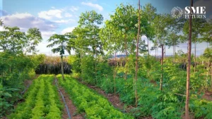 India agroforestry potential empower farmers