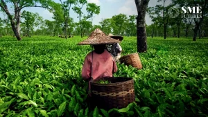 India tea exports growth